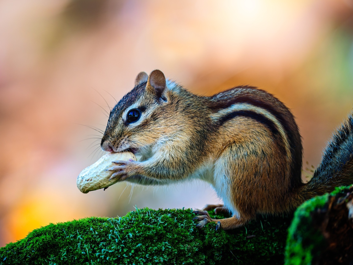 Маленький бурундук с орехом на покрытой мхом ветке