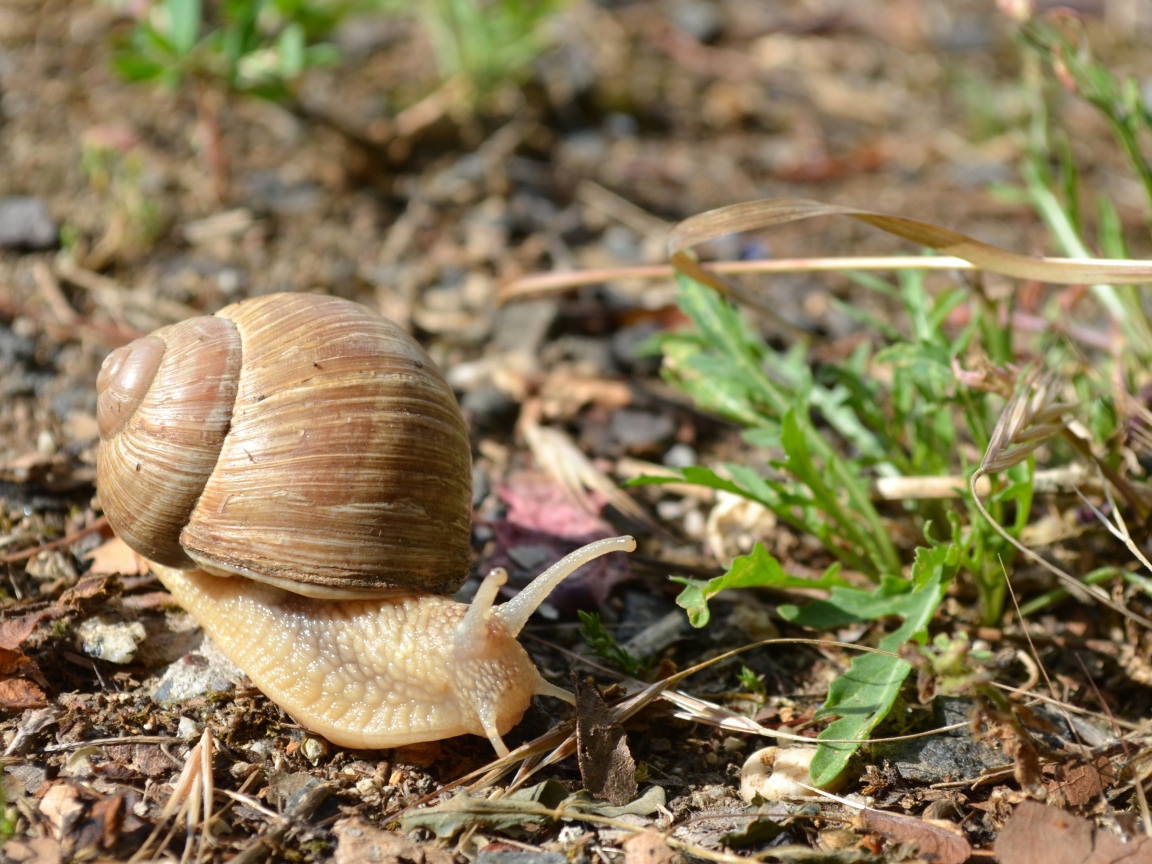 Большая улитка ползет по земле 