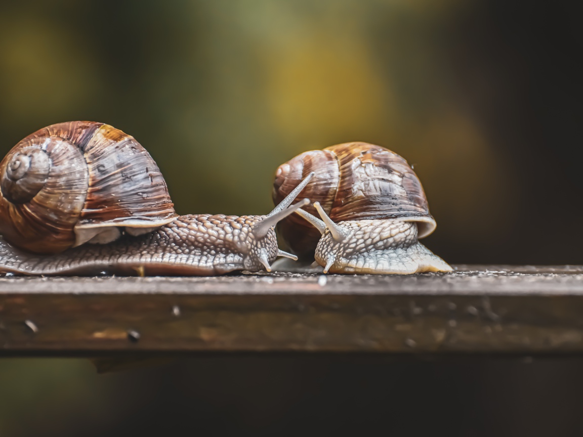 Две большие улитки на деревянном столе 