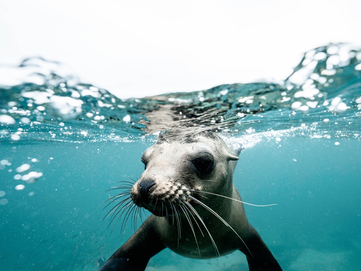Морской котик плавает под водой 