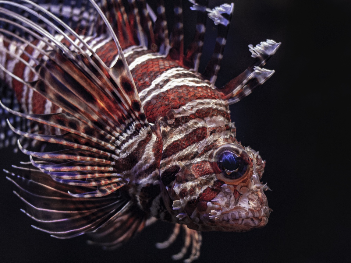 Рыба крылатка на черном фоне крупным планом 