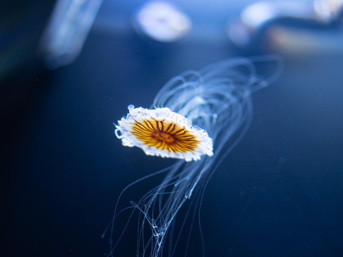 Маленькая медуза плавает в синей воде