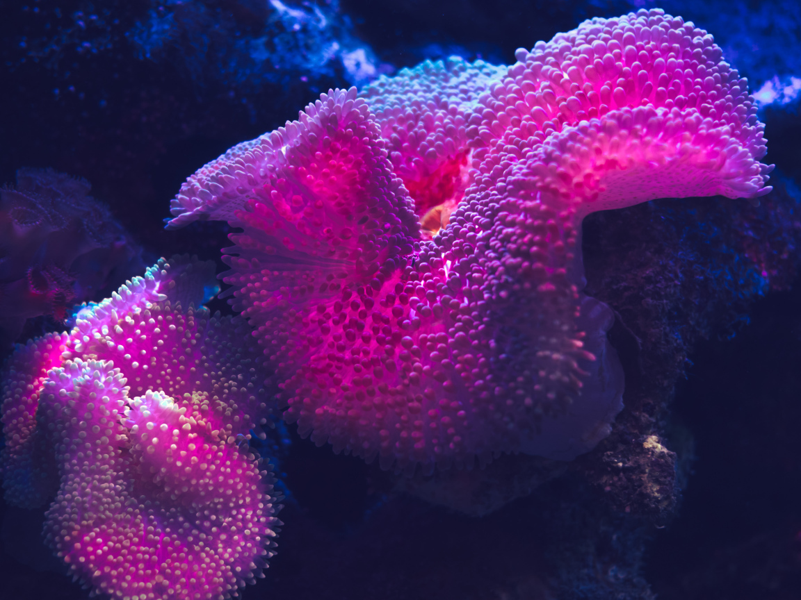 Красные кораллы в воде крупным планом