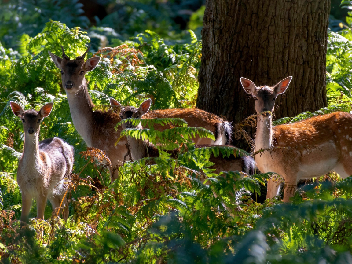 Стадо оленей у дерева в зарослях