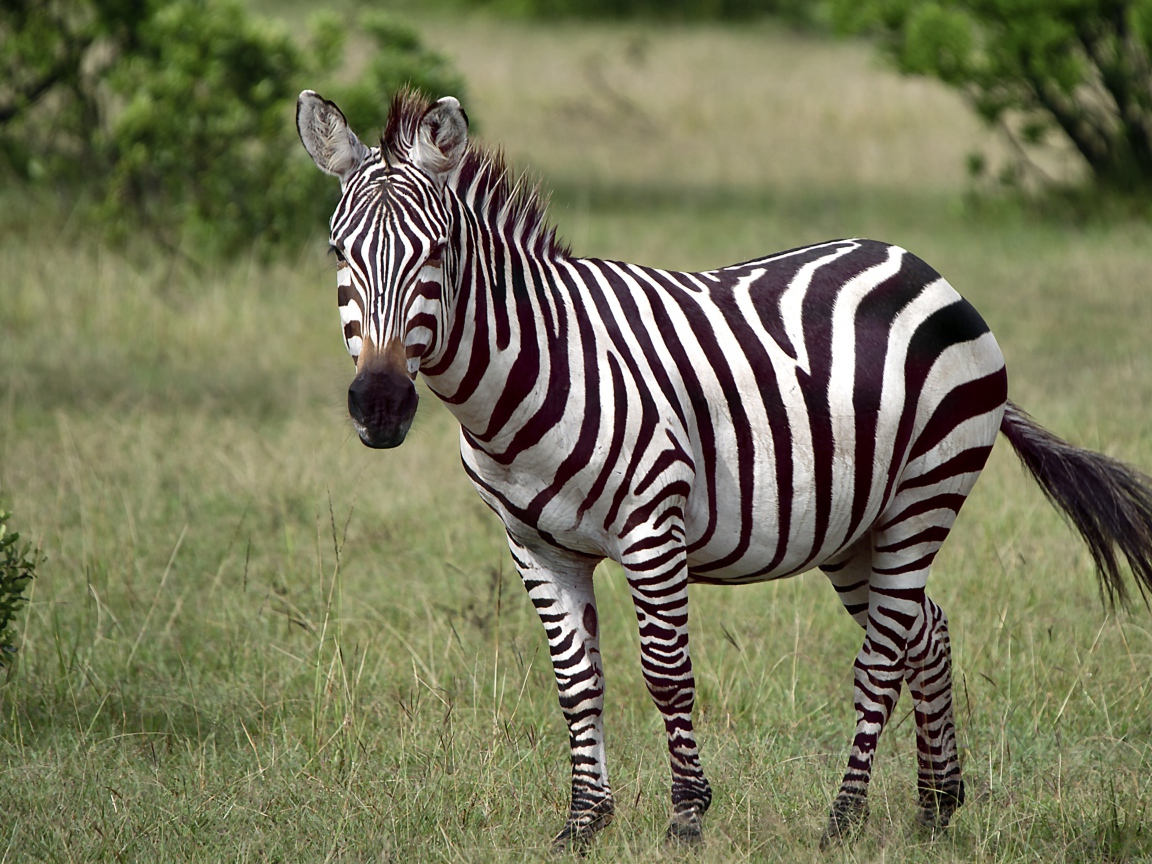 Черно-белая полосатая зебра в зеленой траве