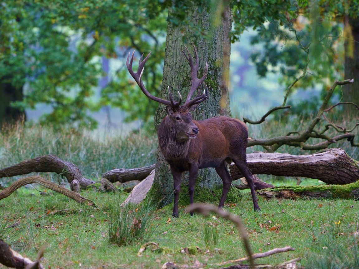 Олень с большими рогами в лесу у дерева 
