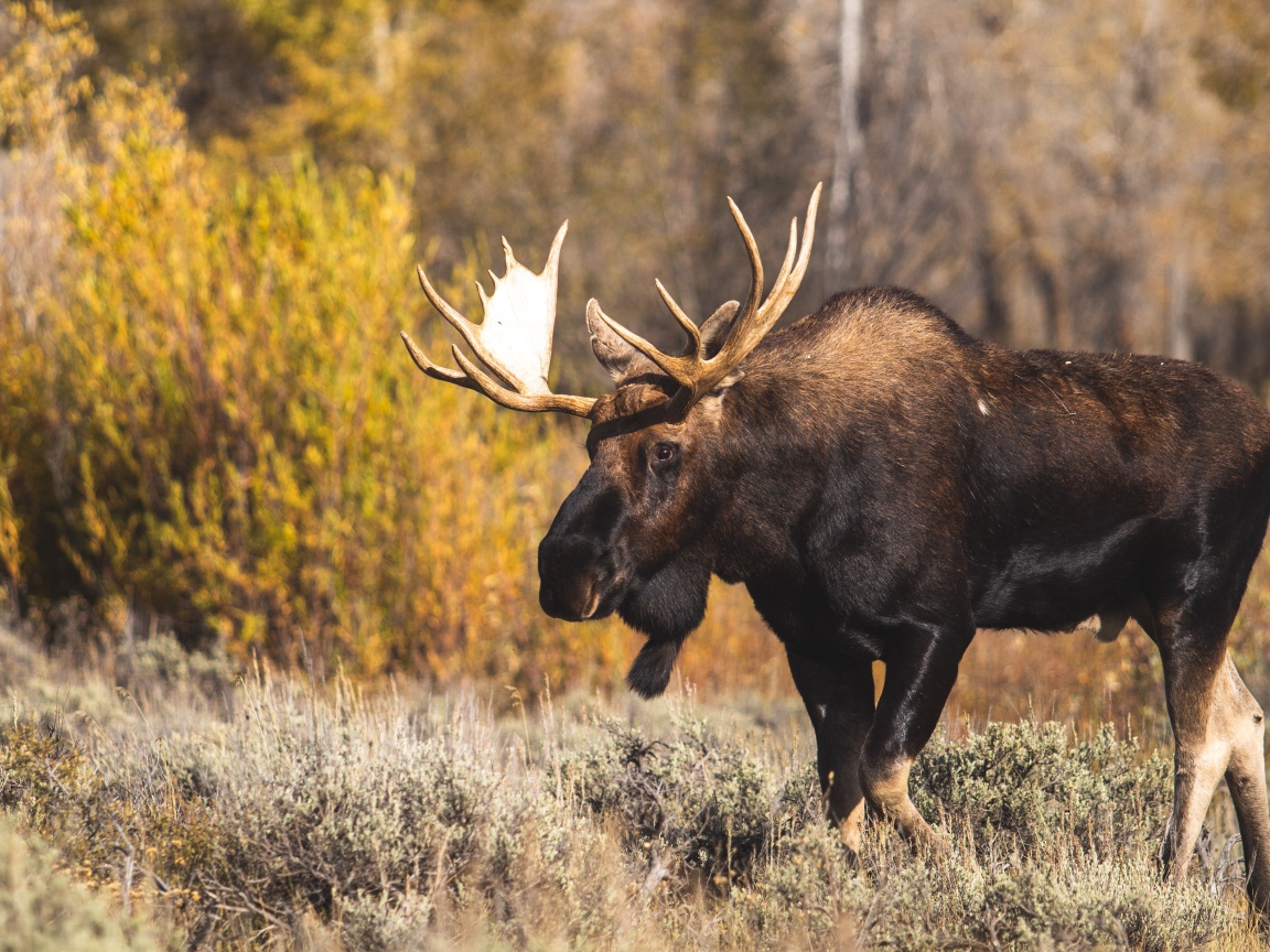 Лось с большими ветвистыми рогами в лесу 