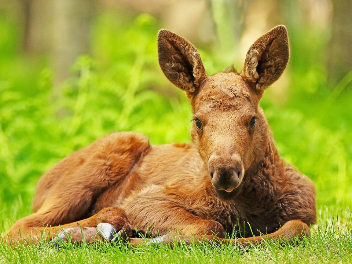 Маленький лосенок лежит на зеленой траве