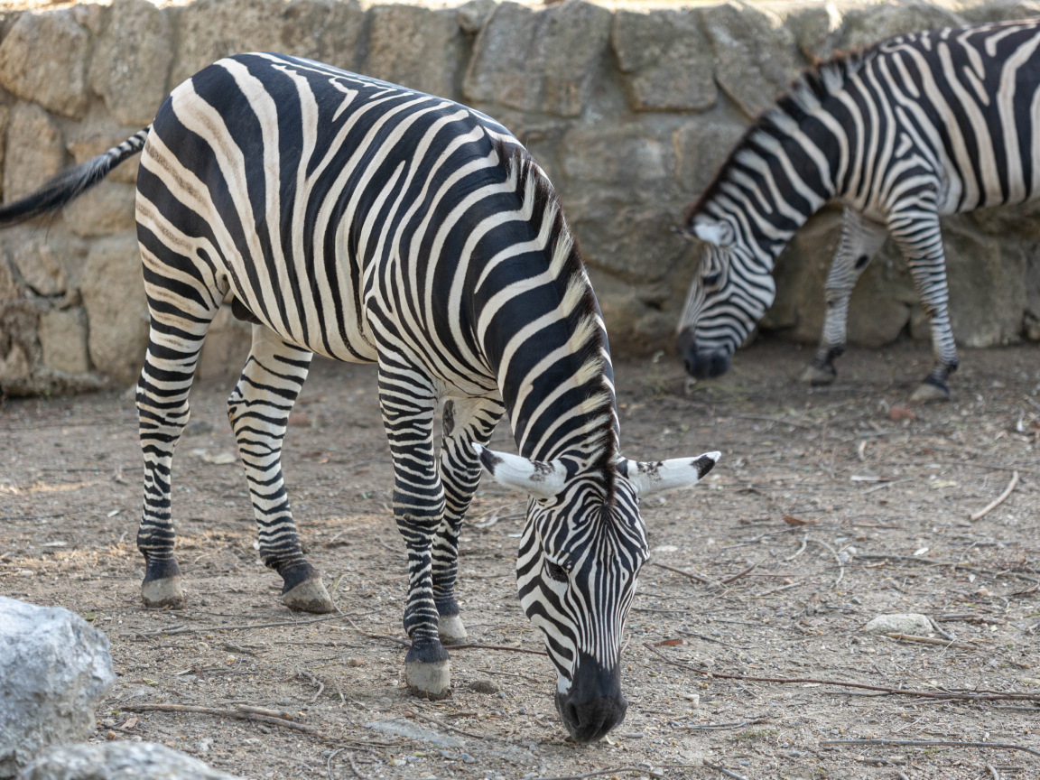 Две полосатые зебры в зоопарке