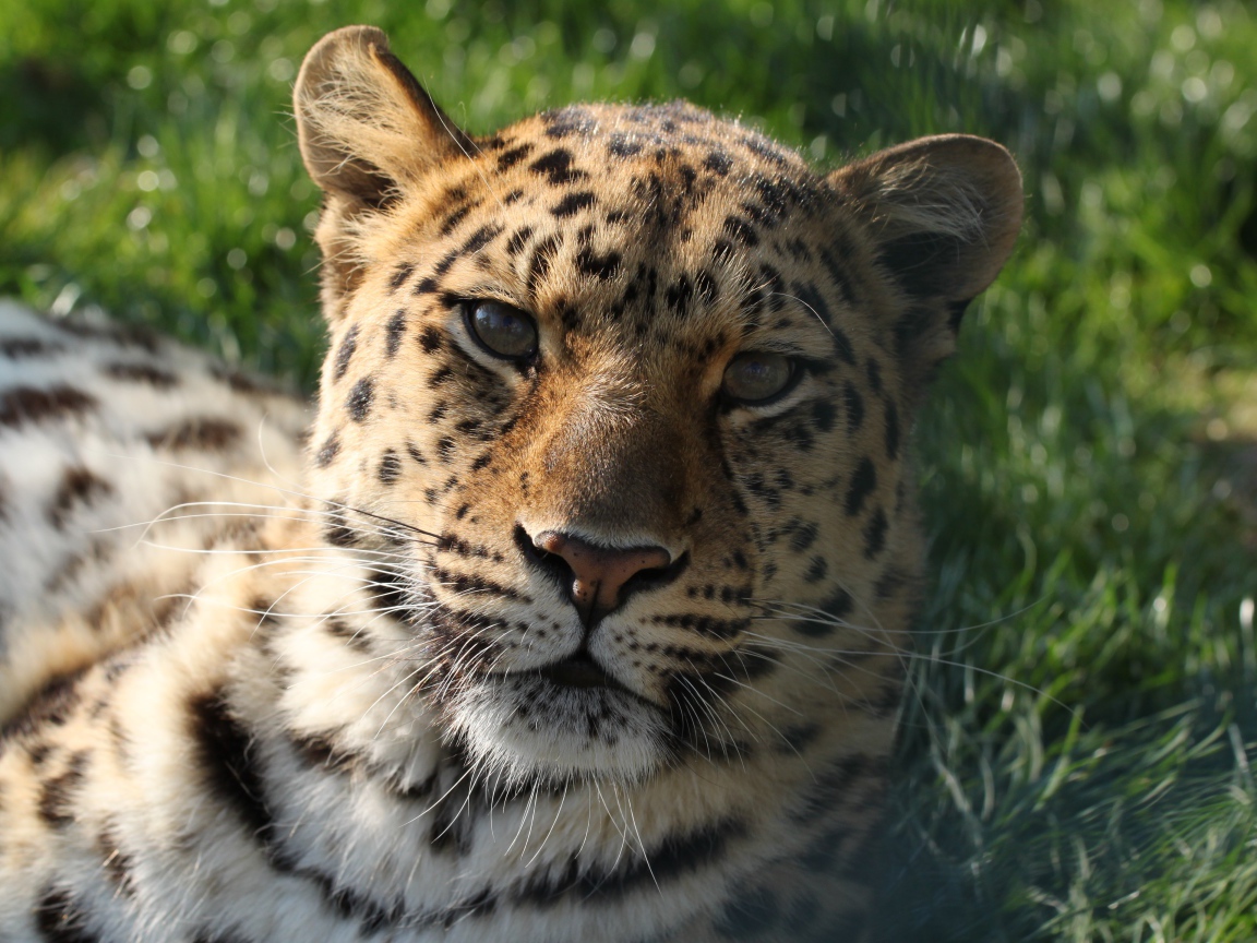 Большой пятнистый леопард лежит на зеленой траве 