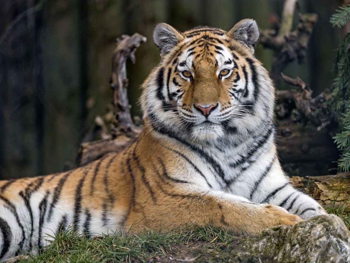 Большой бенгальский тигр лежит на траве в зоопарке