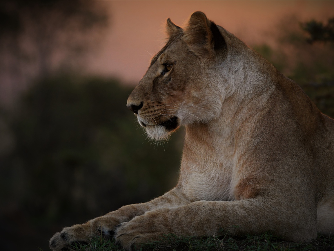 Большая красивая львица лежит на траве на закате 