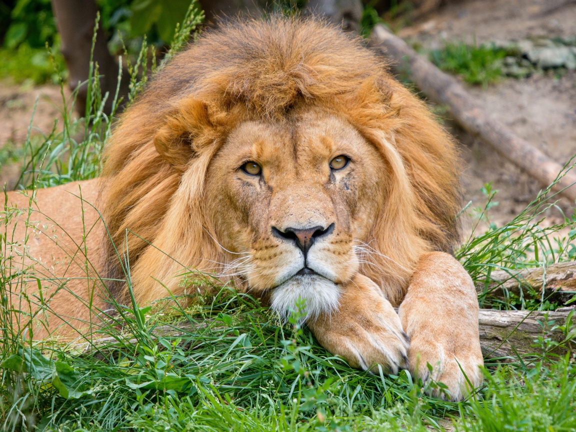 Большой лев лежит на зеленой траве 