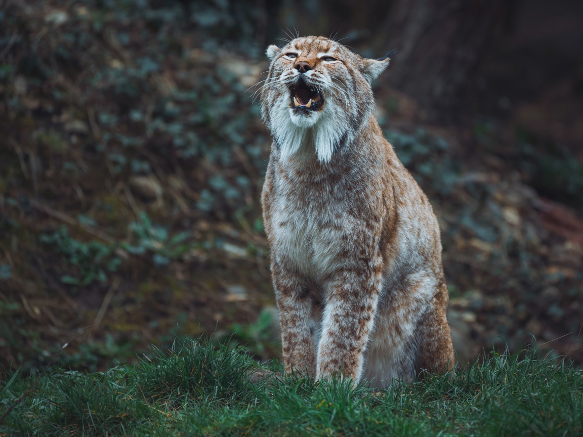 Большая рысь кричит в лесу 