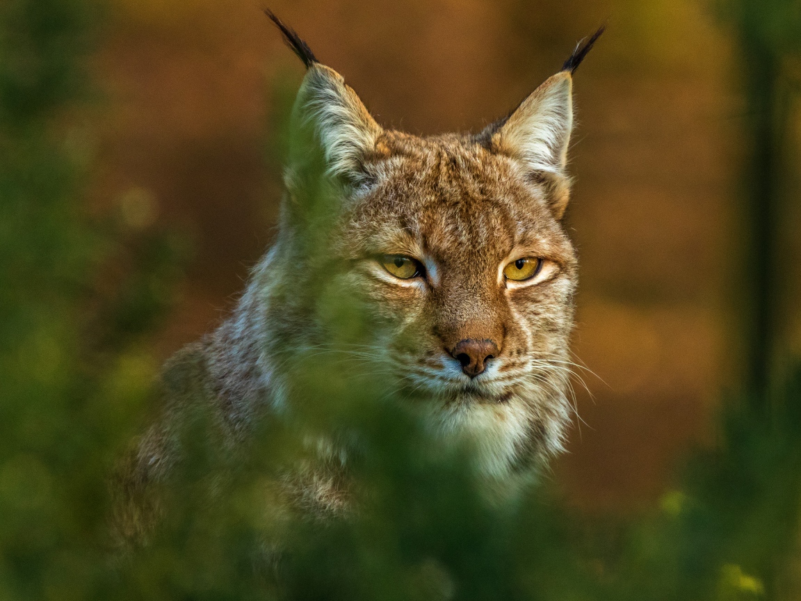 Большая рысь сидит в засаде