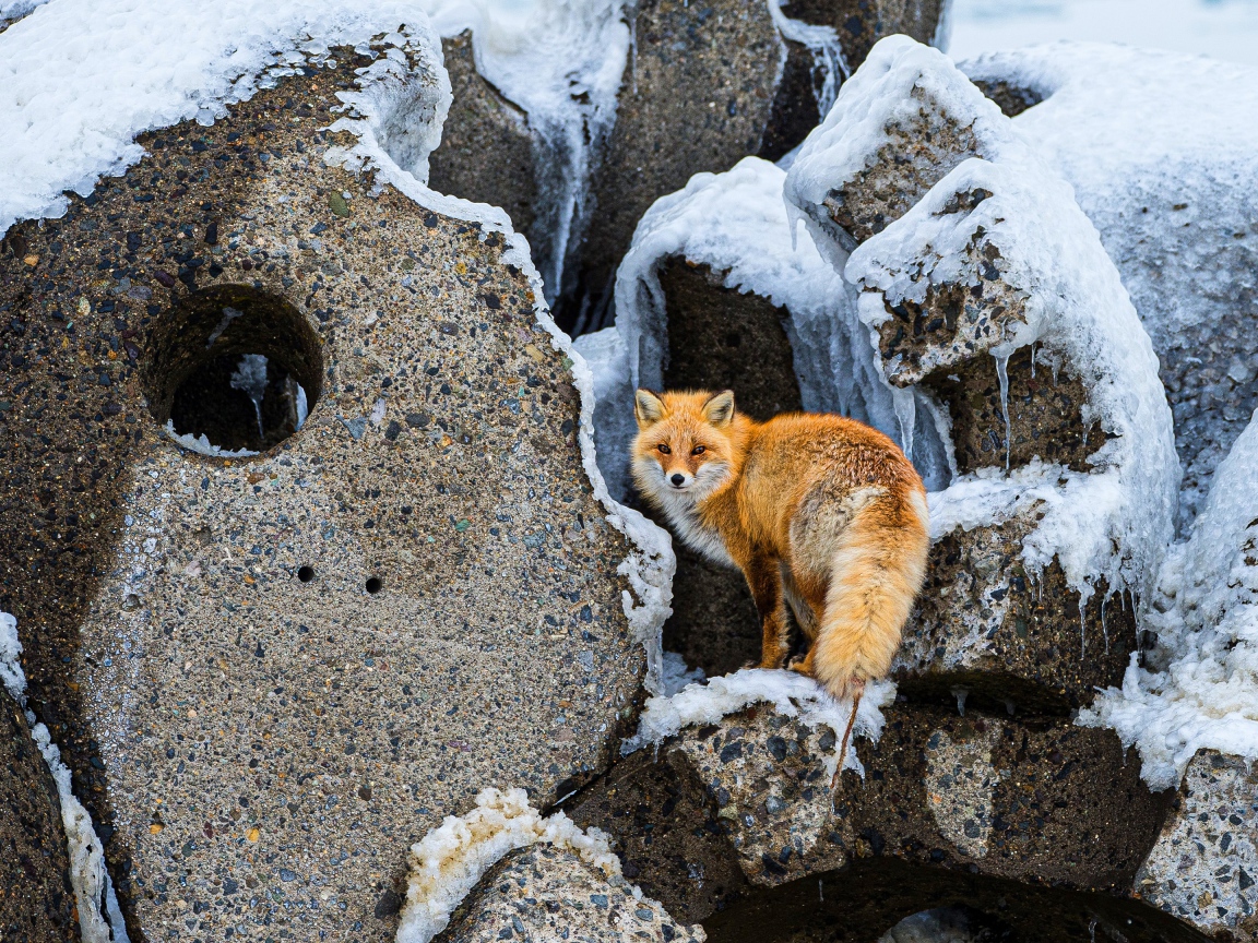 Большая рыжая лиса на камнях зимой