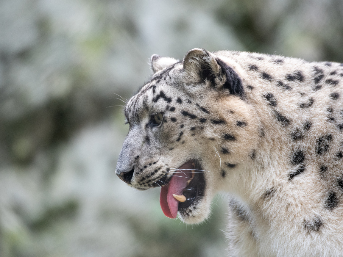 Большой снежный барс с высунутым языком