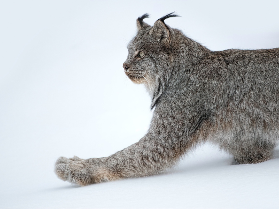 Большая хищная рысь на белом снегу