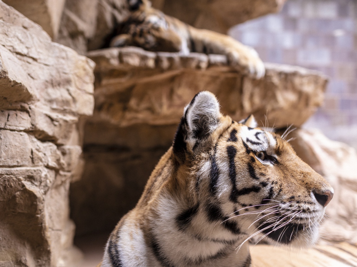 Морда полосатого тигра у камней в зоопарке 