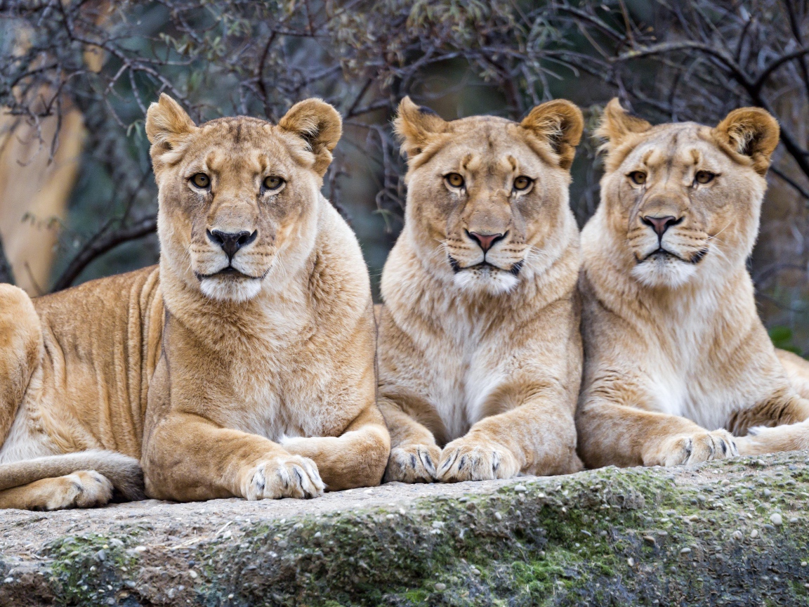 Три большие львицы лежат на камне в зоопарке 