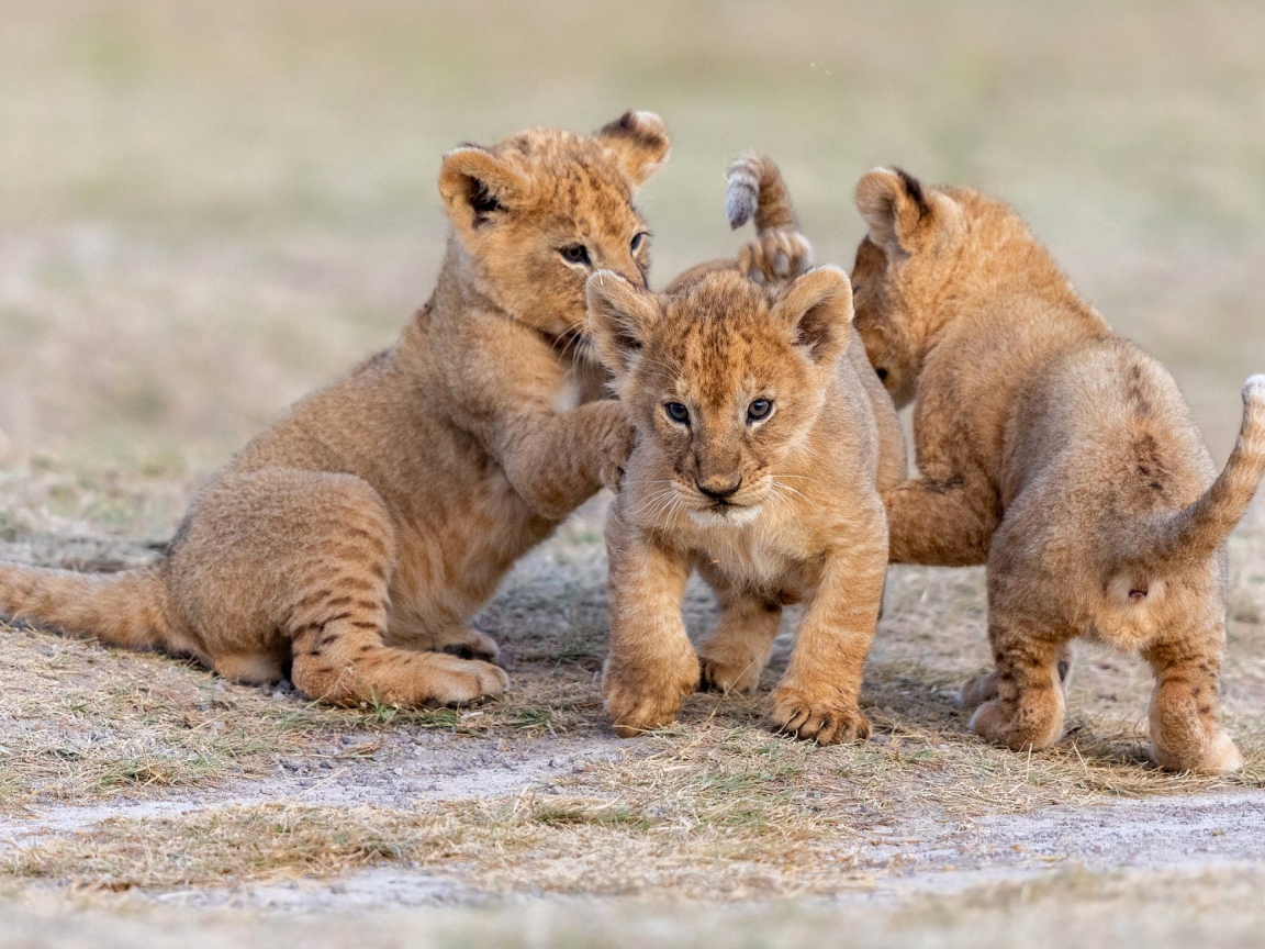 Три маленьких львенка играют на земле