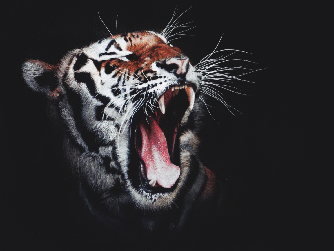 Зевающий полосатый тигр на черном фоне