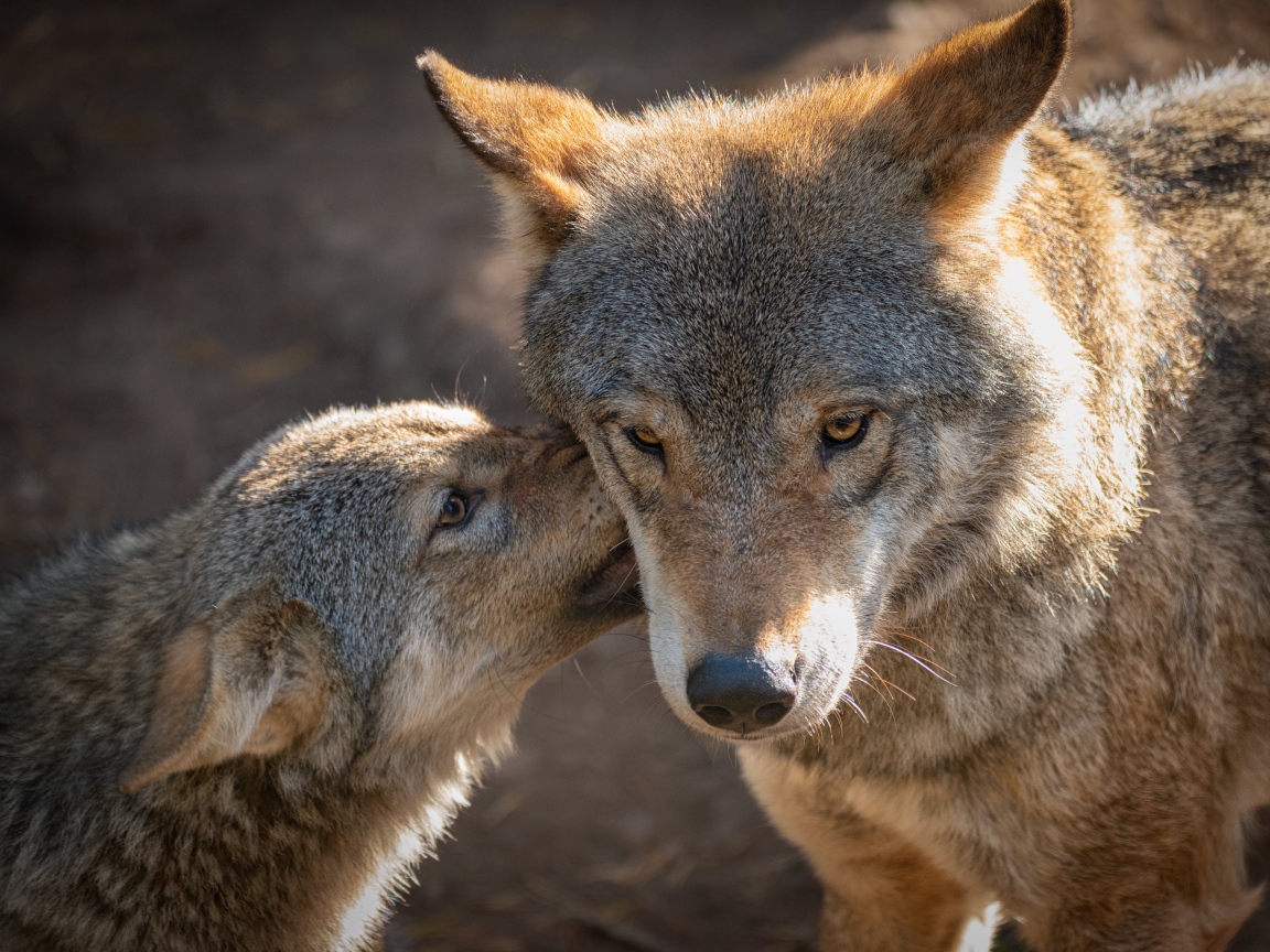 Большой серый волк с послушной волчицей 