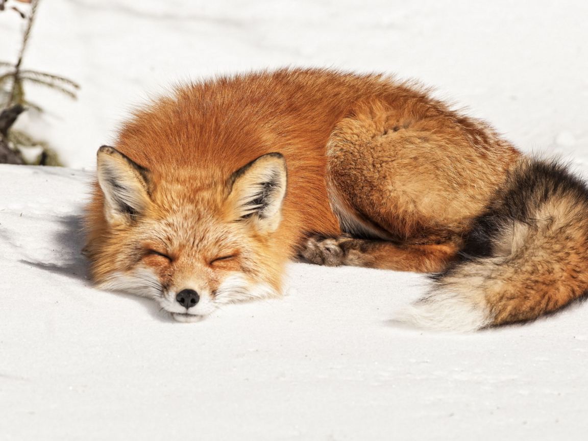 Fluffy red fox sleeps in the cold snow.