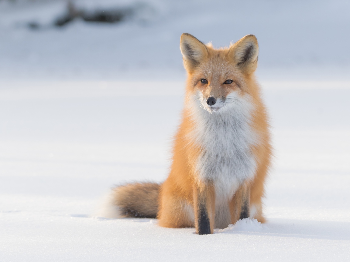 Мудрая рыжая лиса сидит на холодном снегу