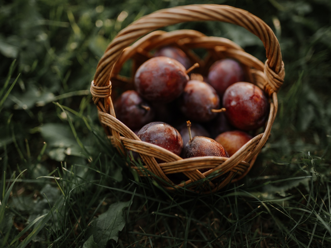 Корзина розовых слив стоит на траве