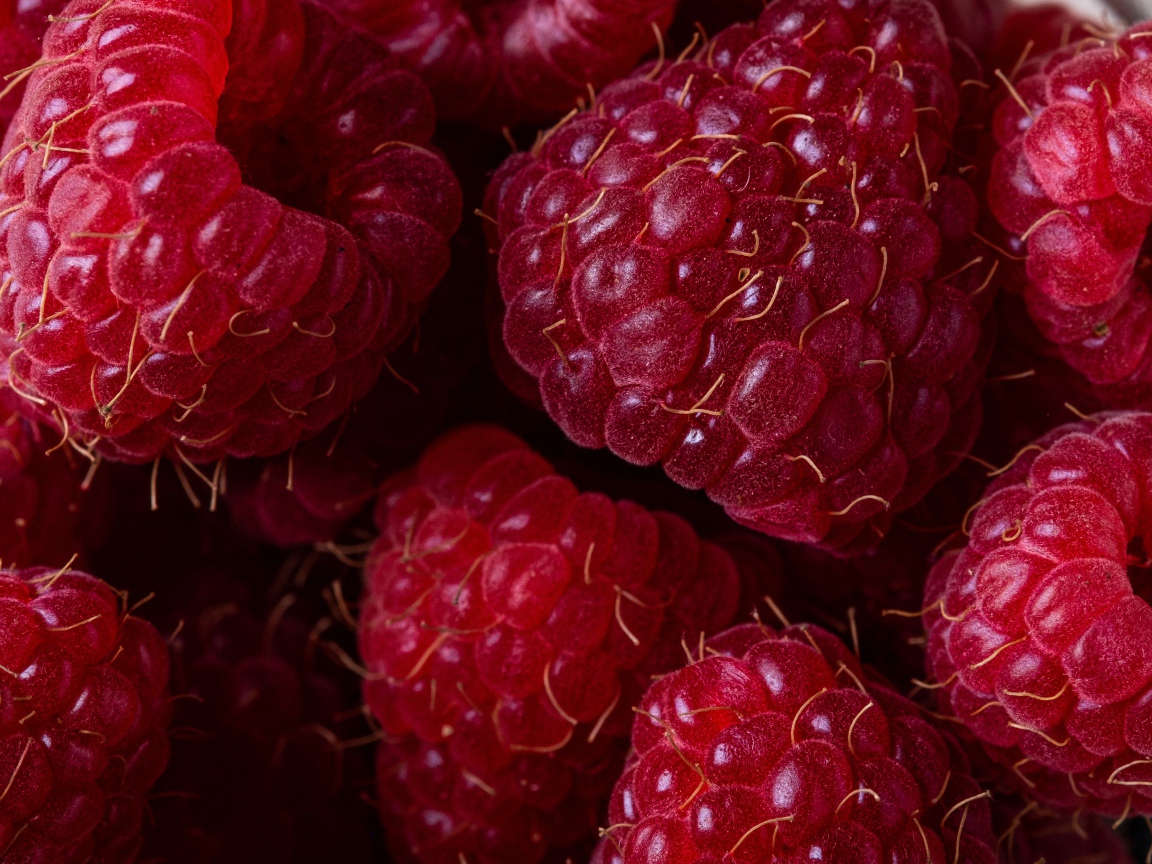 Lots of big ripe red raspberries close up