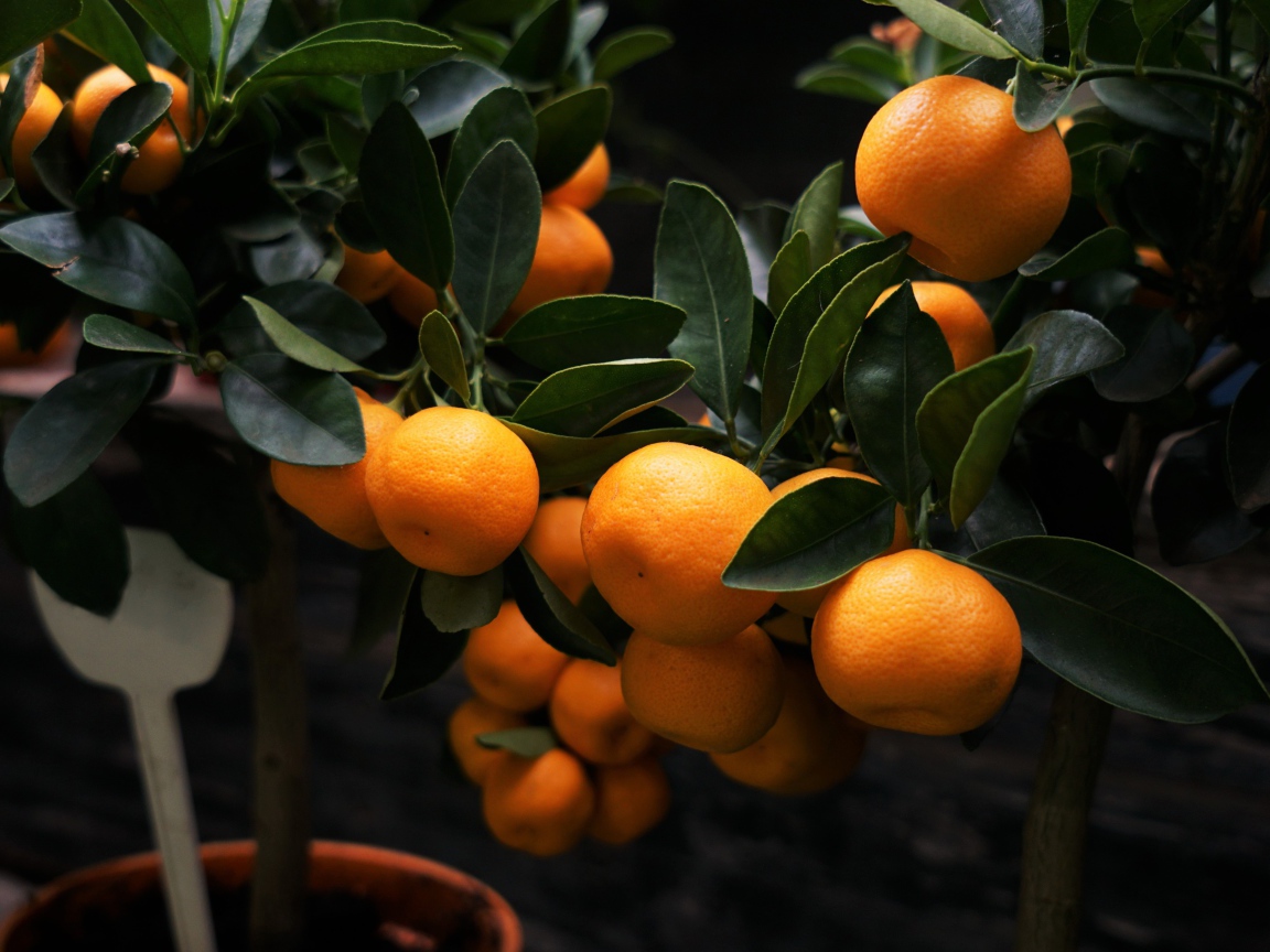 Many ripe mandarin fruits on the tree