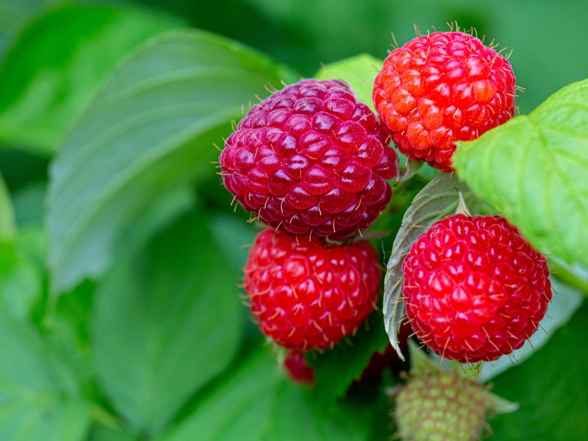 Спелая сочная красная малина на ветке 