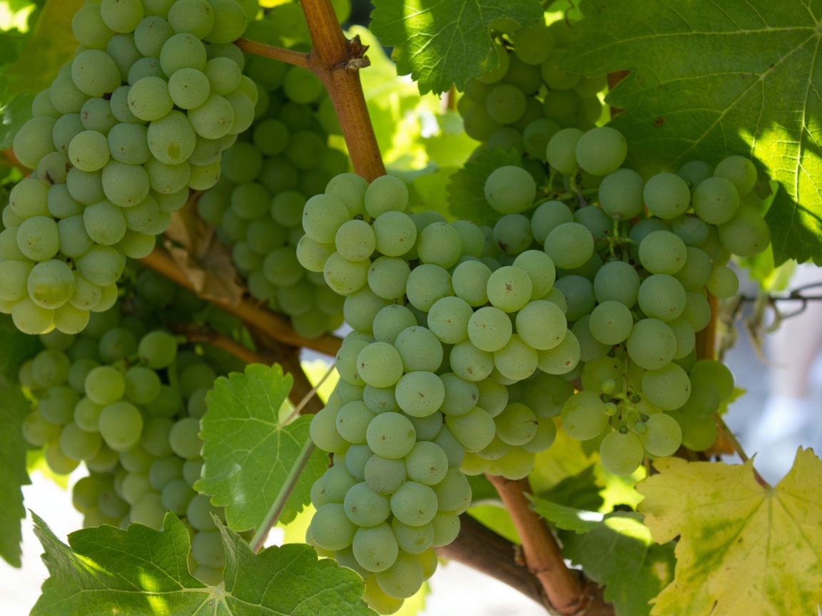 Спелый белый виноград на гроздьях 