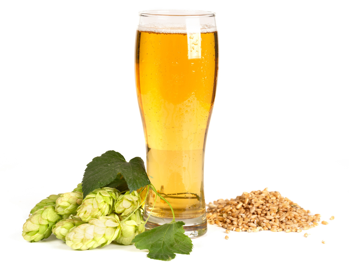 Бокал холодного пива на белом фоне с хмелем и зернами пшеницы