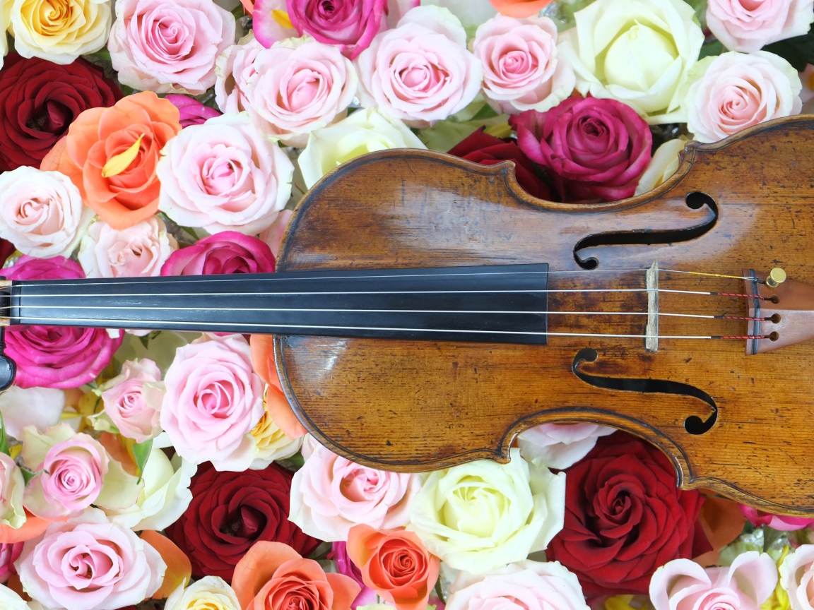 Дорогая скрипка лежит на розах 
