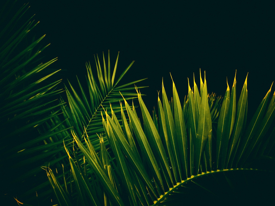 Большие зеленые пальмовые листья на черном фоне