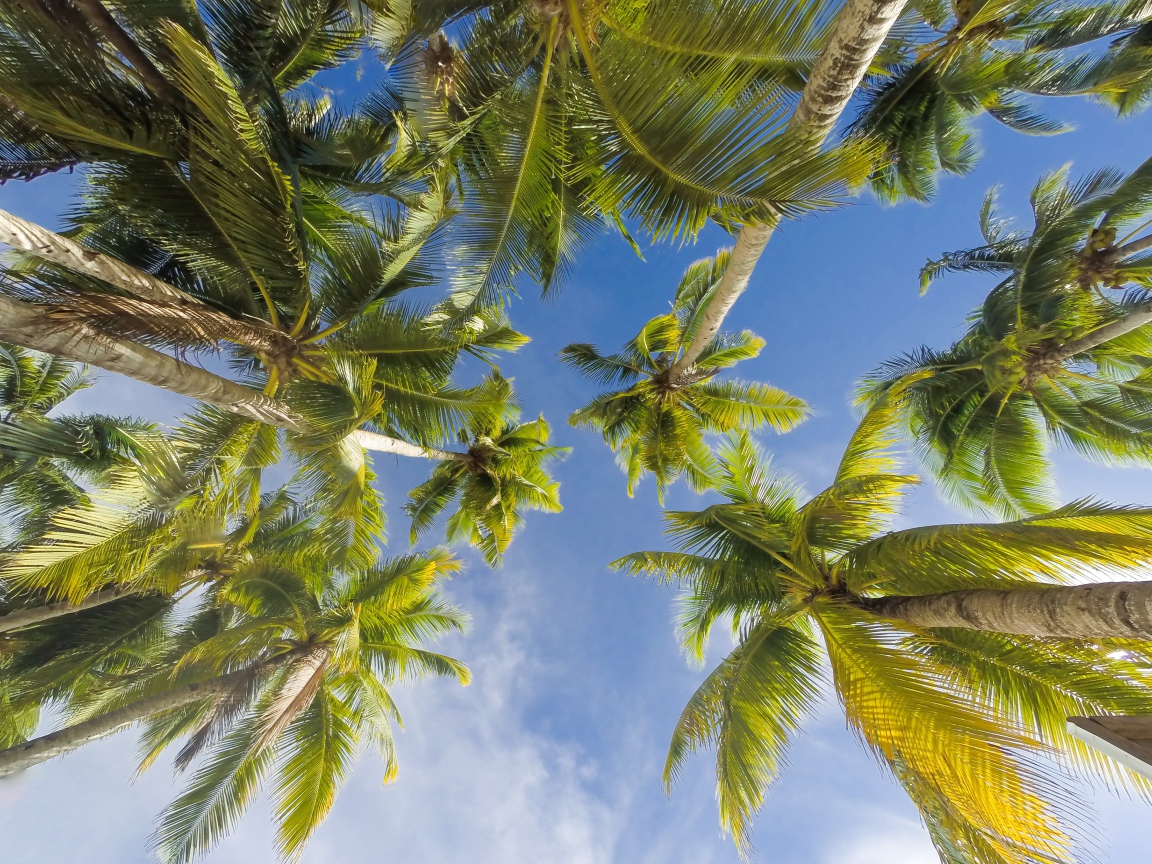 Вид снизу  на зеленые листья пальмы под голубым небом