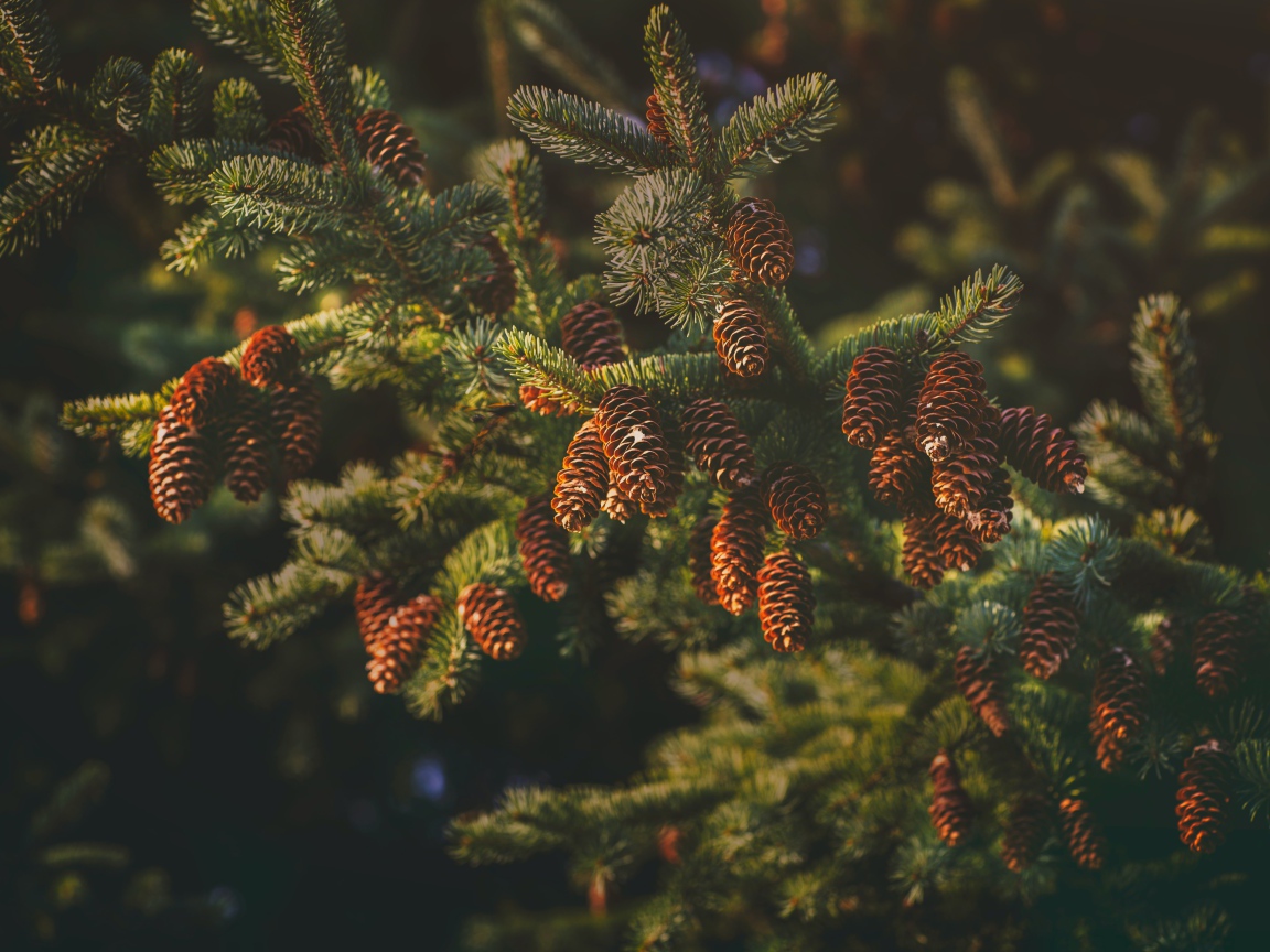 Пушистая еловая ветка с шишками