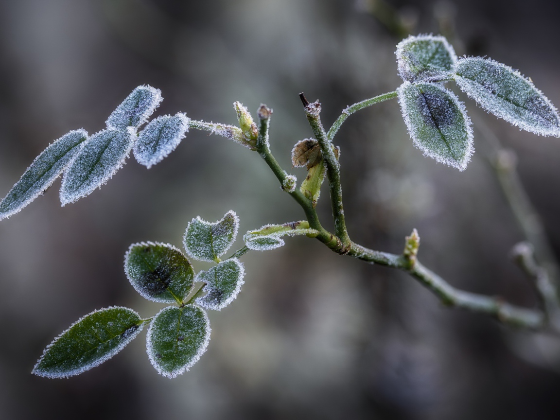 Покрытые инеем зеленые листья розы 