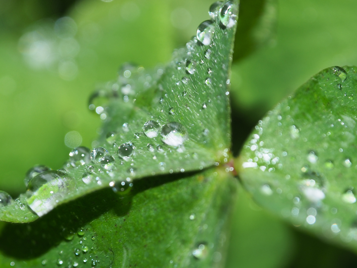 Зеленый лист клевера в каплях росы