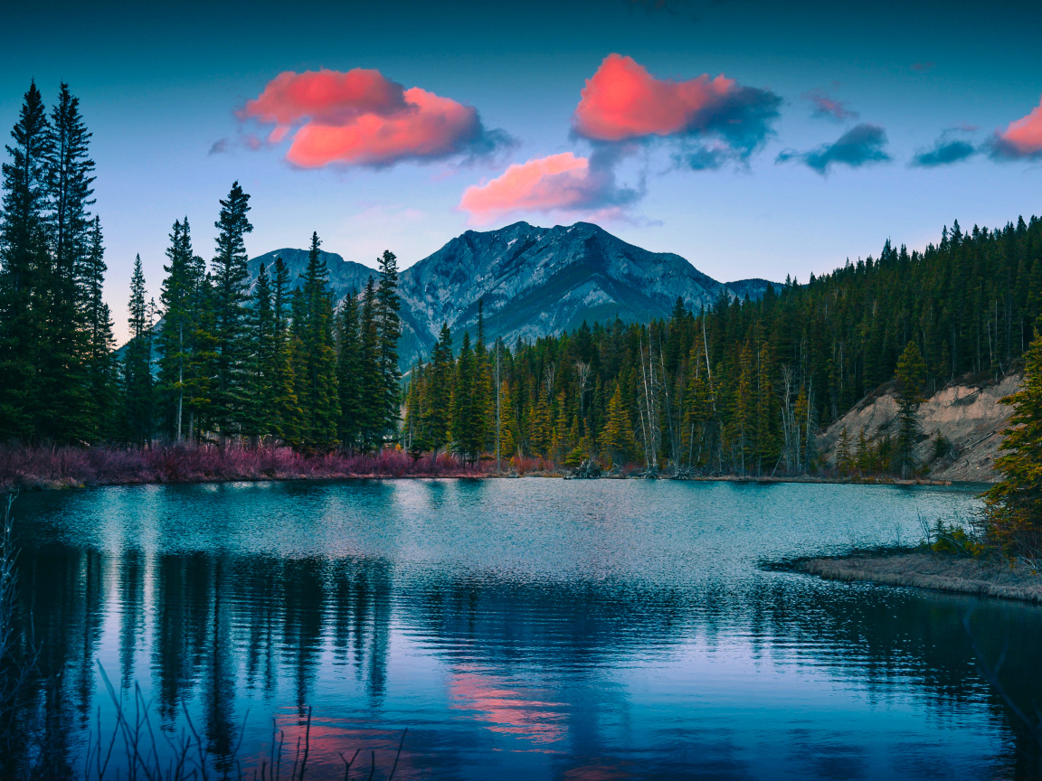 Зеленый лес у озера у подножия гор 