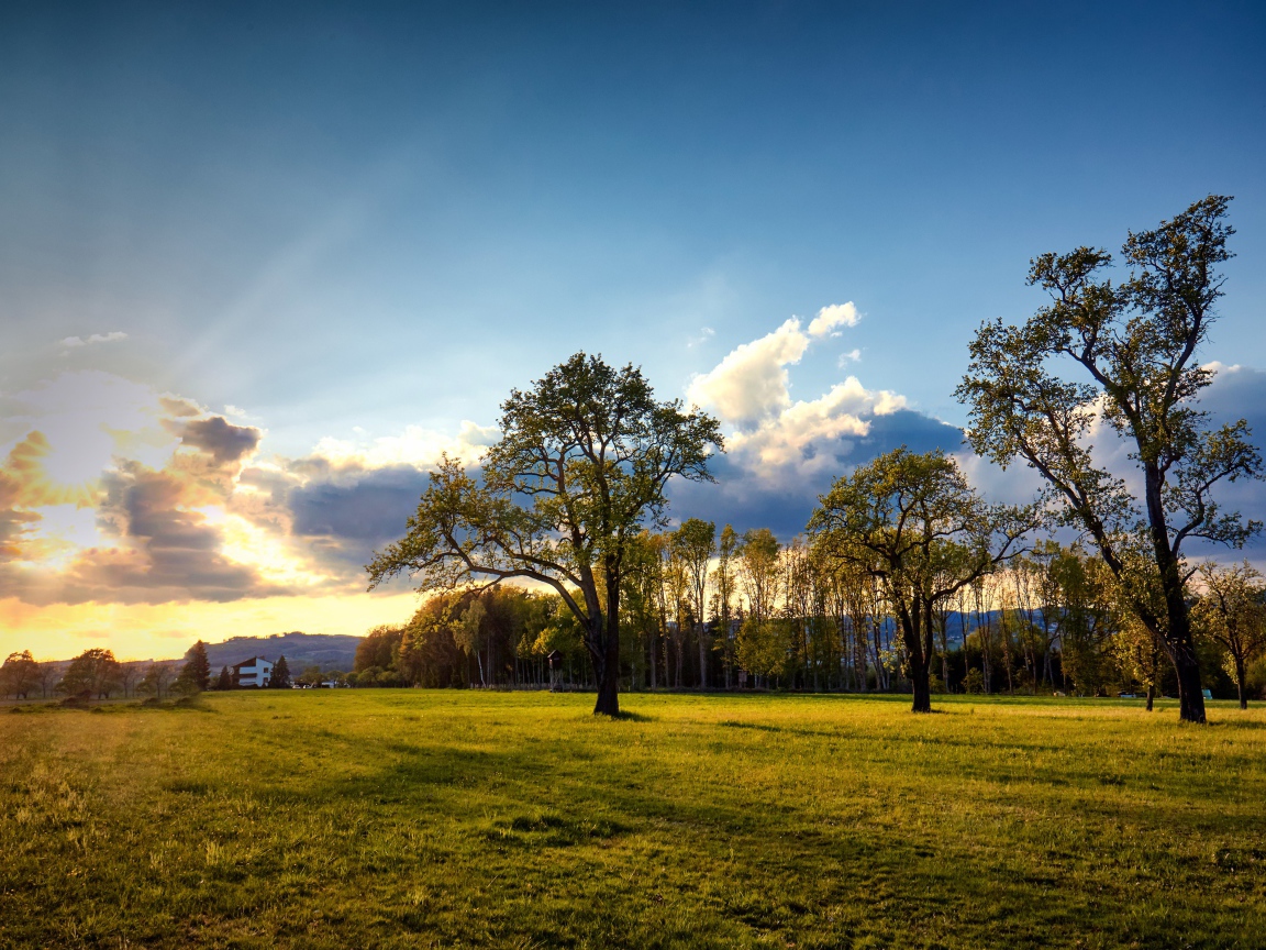Зеленые деревья и трава в парке на рассвете