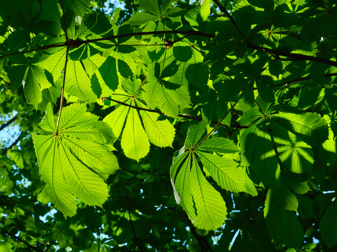 Солнце пробивается сквозь зеленые листья каштана 
