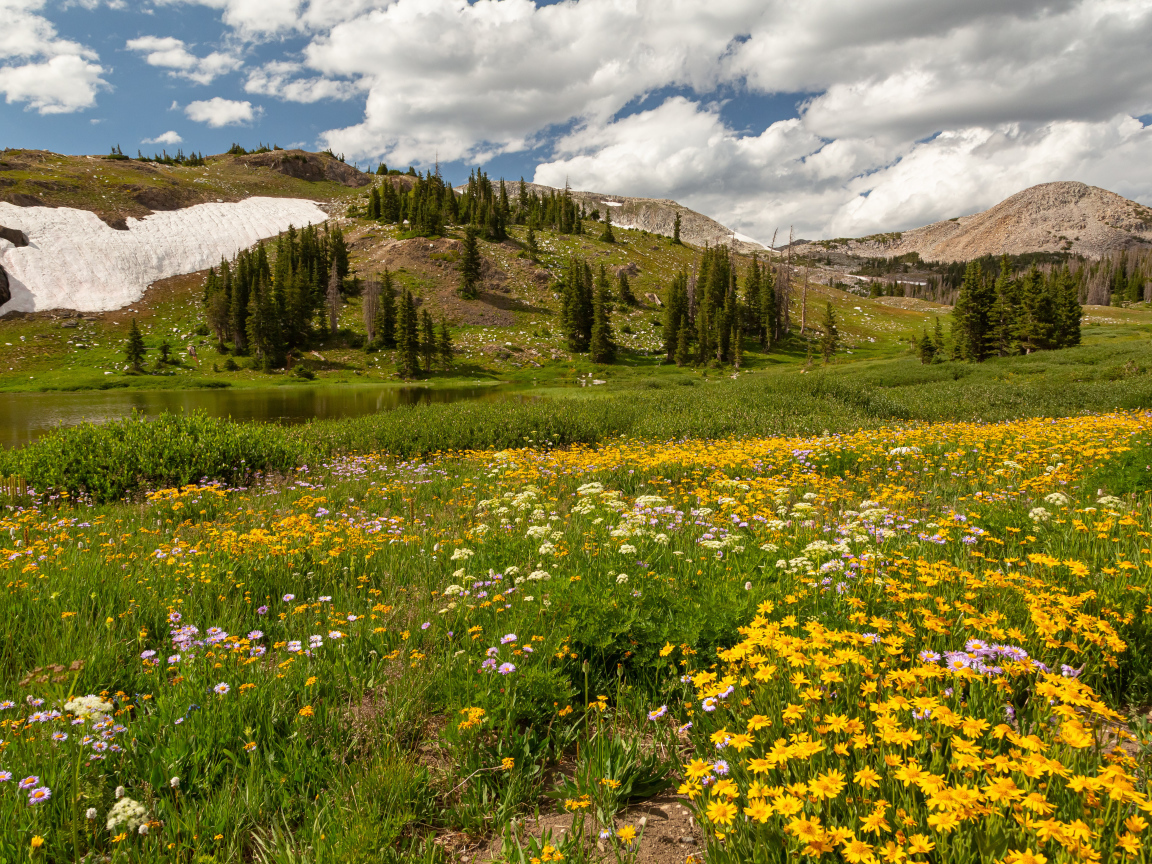 Желтые цветы на поляне в горах под белыми облаками