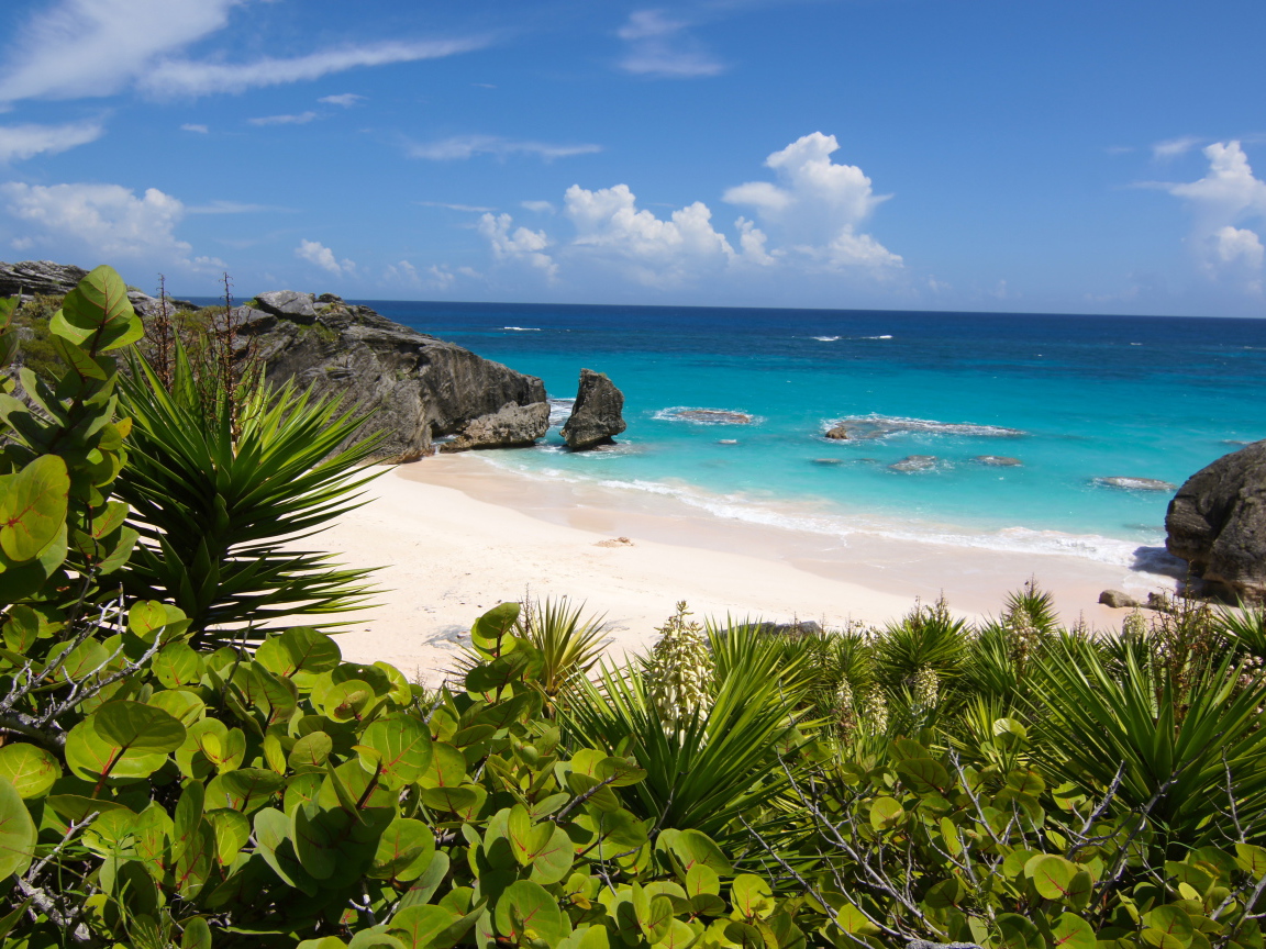 Колючие заросли на берегу океана с белым песком