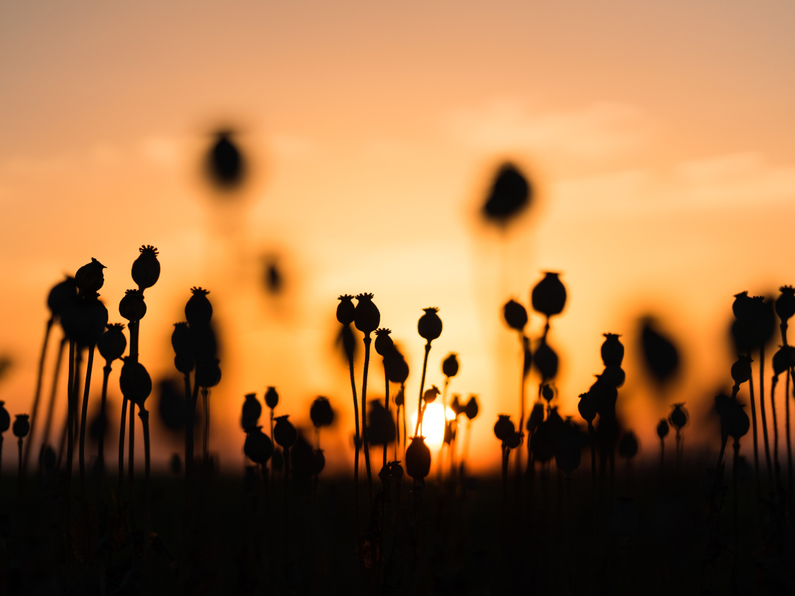 Коробочки мака в поле на рассвете 