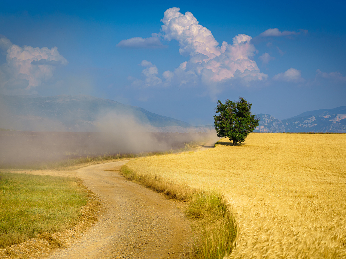 Пыльная дорога у поля с пшеницей под голубым небом 