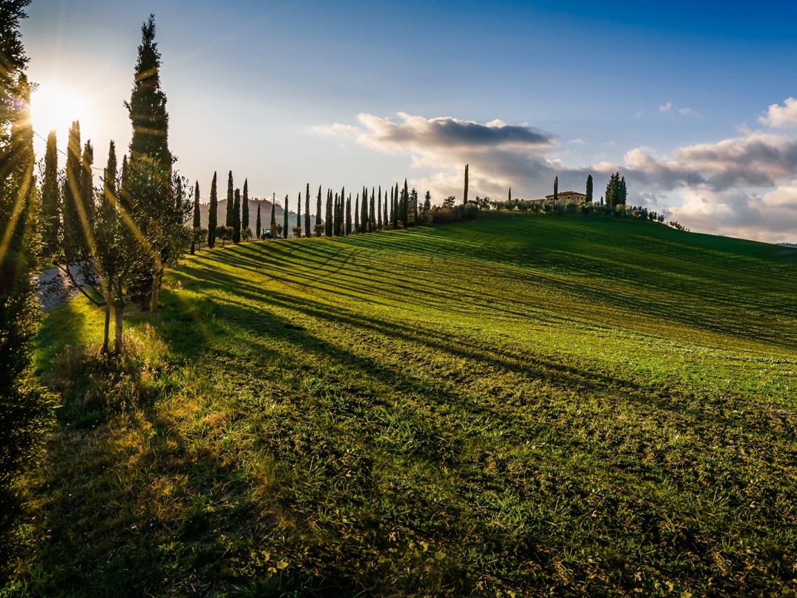 Зеленые поля в лучах солнца летом