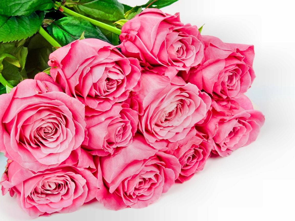 Большой букет розовых роз с зелеными листьями на белом фоне для любимой 